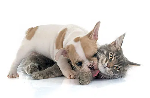 french bulldog puppy with cat