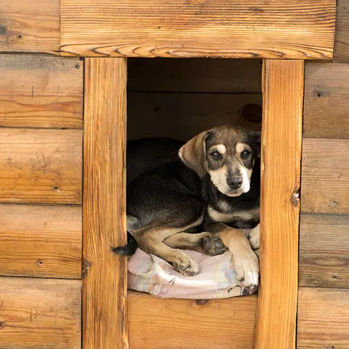 puppy in dog house