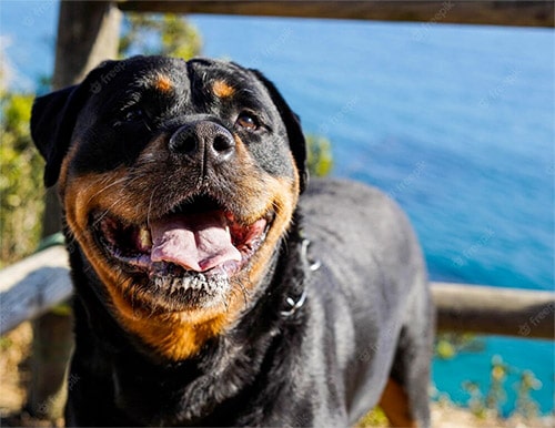 happy smiling rottweiler