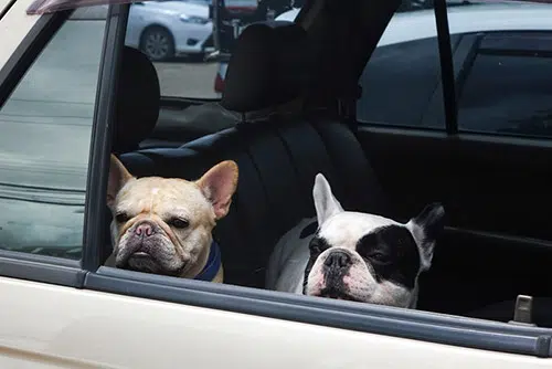 two french bulldogs in car