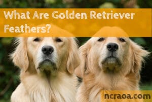 what are golden retriever feathers