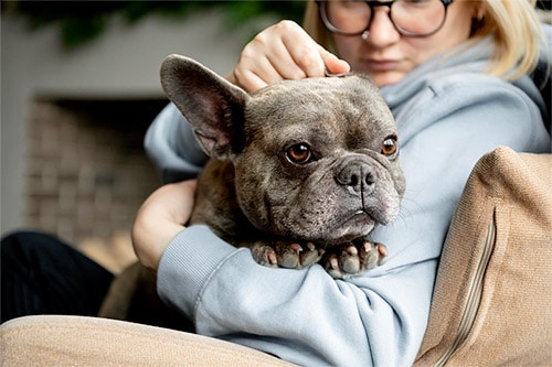 woman holding frenchie