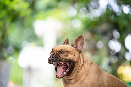 french bulldog yawning