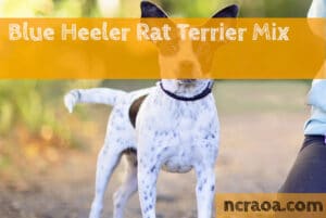 Blue Heeler Rat Terrier Mix