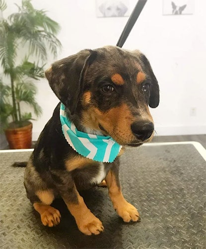 blue heeler/ rottweiler mix puppy