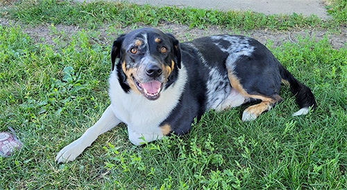 Blue Heeler Rottweiler Mix