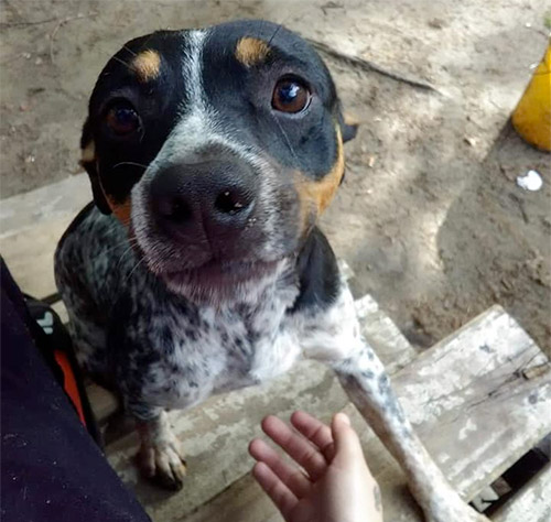 Bluetick Hound/pitbull Mix