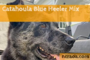 Catahoula Blue Heeler Mix