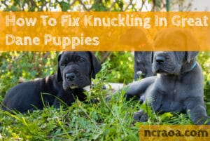 How To Fix Knuckling In Great Dane Puppies