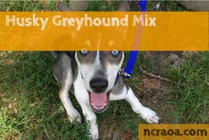 Husky Greyhound Mix