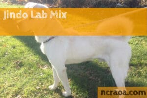 Jindo Lab Mix