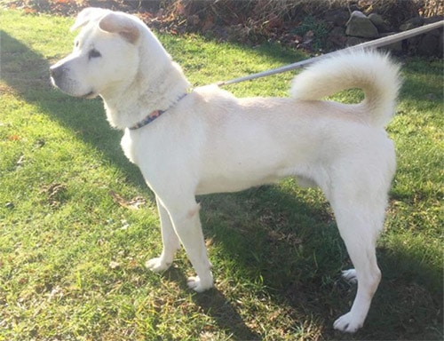 Jindo Lab Mix