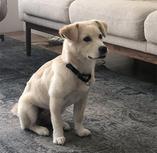 Jindo Lab Mix puppy