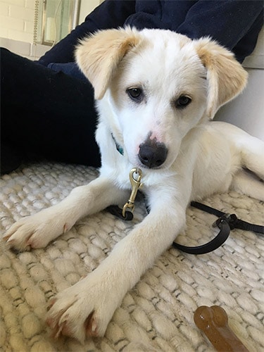 Jindo Lab Mix