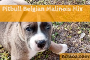 Pitbull Belgian Malinois Mix