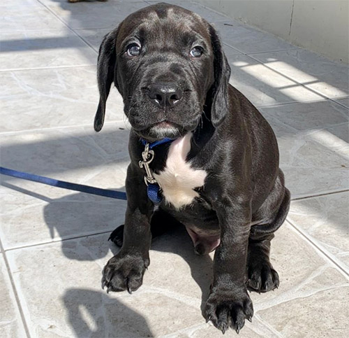 Pitbull Cocker Spaniel Mix puppy