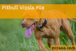 Pitbull Vizsla Mix