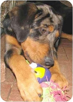 Rottweiler/Catahoula Leopard Dog Mix