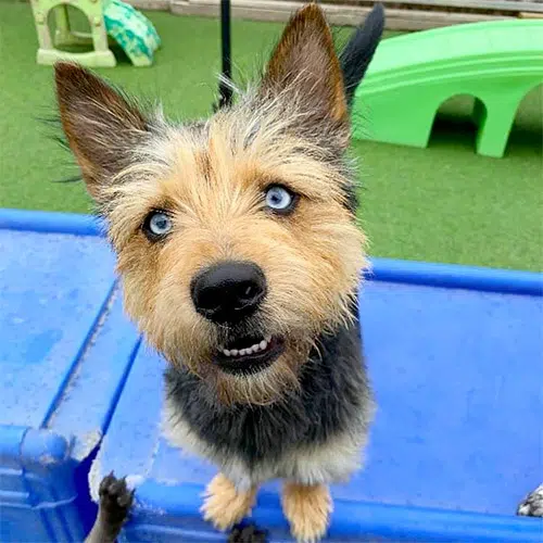 Yorkie Husky Mix