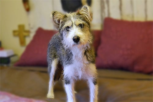 Yorkie Husky Mix