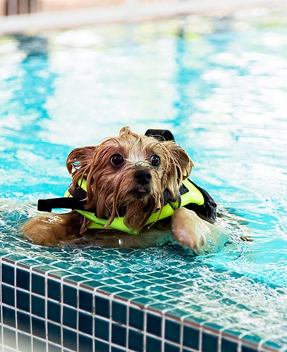 yorkie in swimming pool