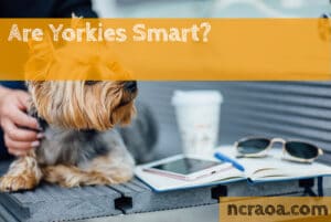 are yorkies smart