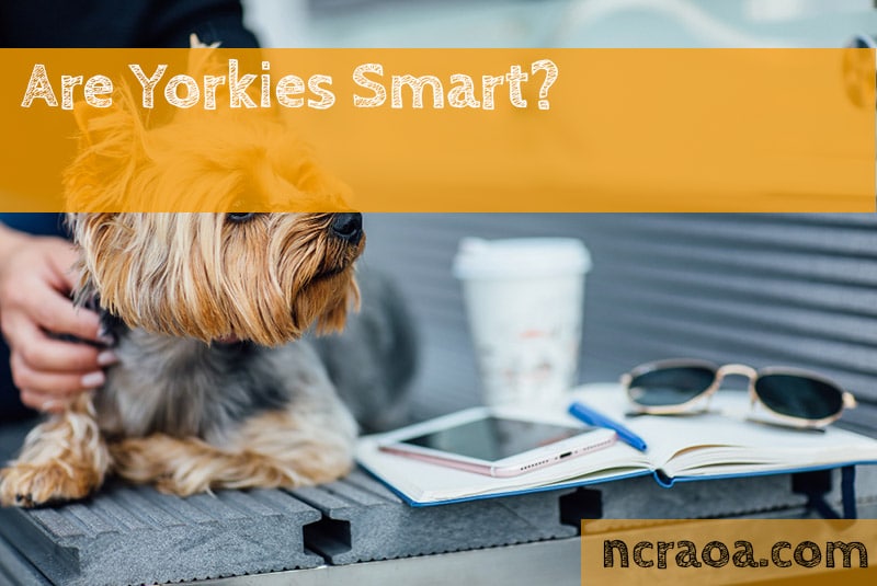 Are Yorkies Smart