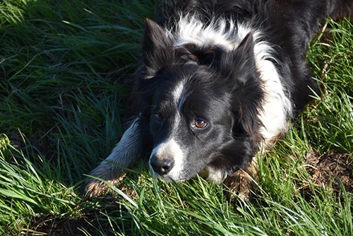 border collie crouch and stare