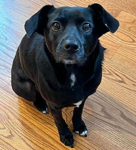 border collie mix stare