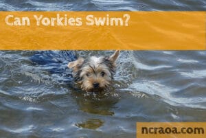 can yorkies swim