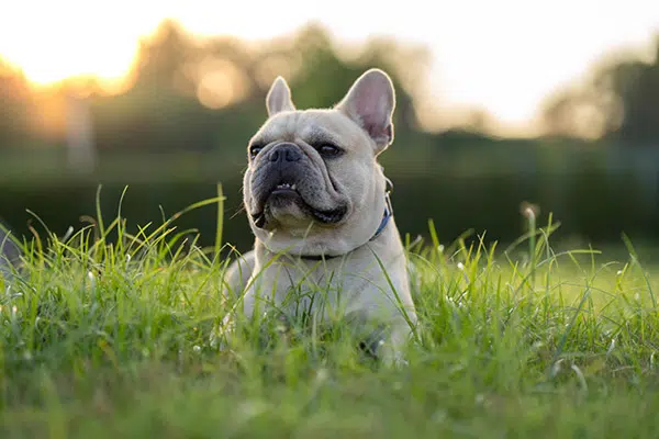 growling french bulldog