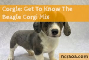 corgle beagle corgi mix