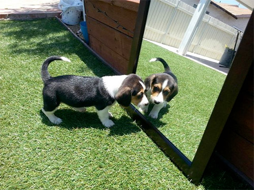 corgle puppy at mirror