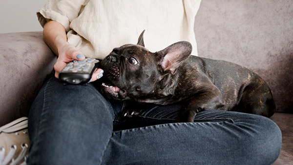 destructive french bulldog