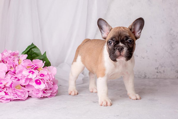 frenchie puppy with flowers