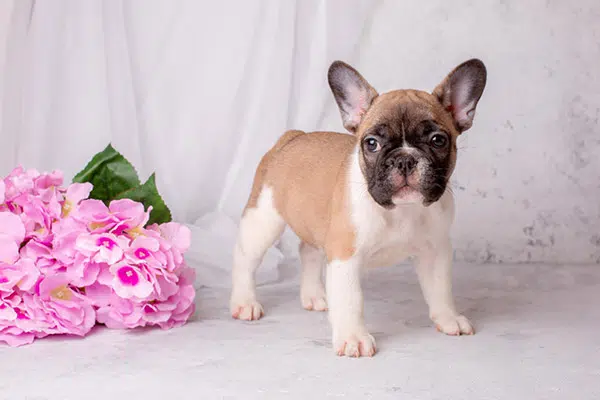 how big will a french bulldog grow