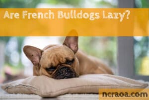 frenchies lazy