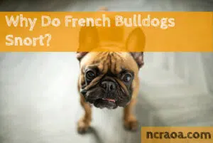 french bulldogs snort