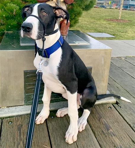 great dane puppy knuckling