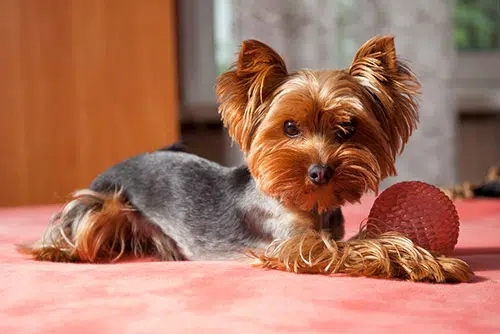 yorkie playing with toy