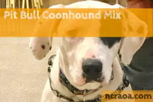 pit bull coonhound mix