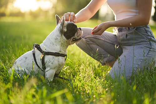 woman giving dog treats