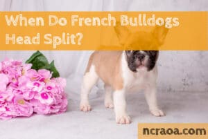 when french bulldog head split