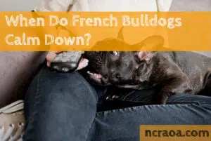 when do frenchies calm down