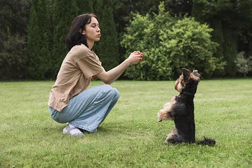 woman training yorkie