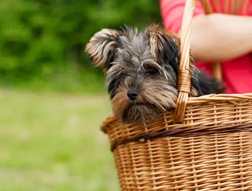 yorkie in a basket