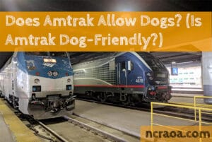 does amtrak allow dogs