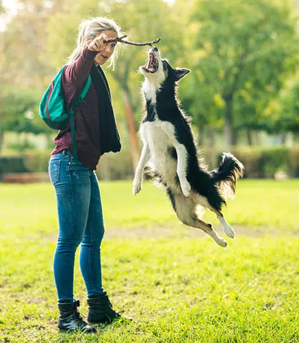 border collie jumping for stick