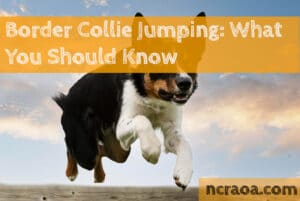 border collie jumping