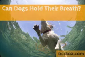can dogs hold their breath